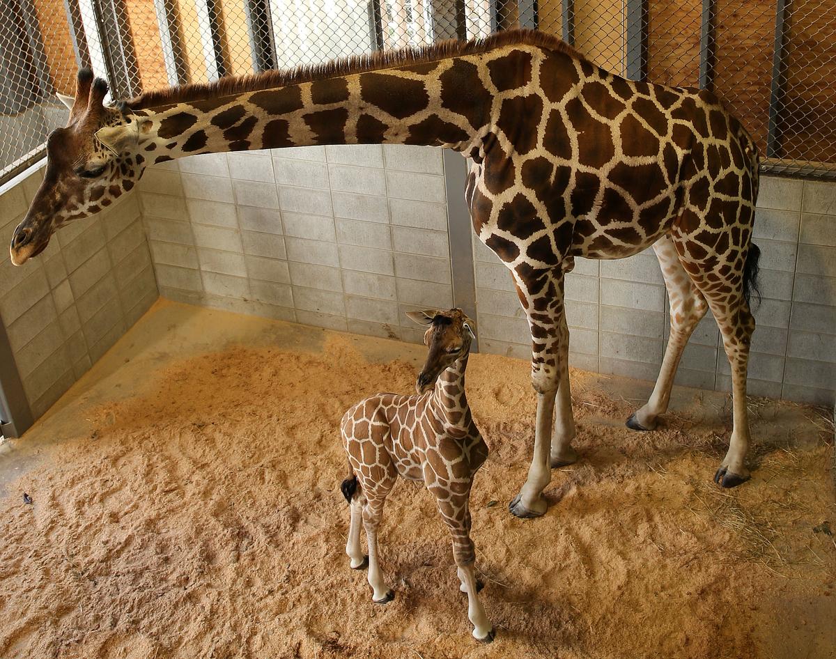Julius the Baby Giraffe Dies at Maryland Zoo