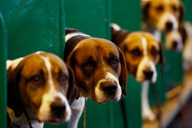 Somali Migrant Hospitalizes 54-Year-Old Woman Over Her ‘Unclean’ Pet Dogs