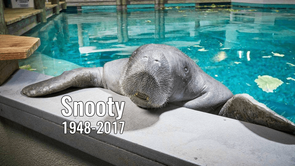 Snooty, World’s Oldest Known Manatee, Dies in ‘Heartbreaking Accident’