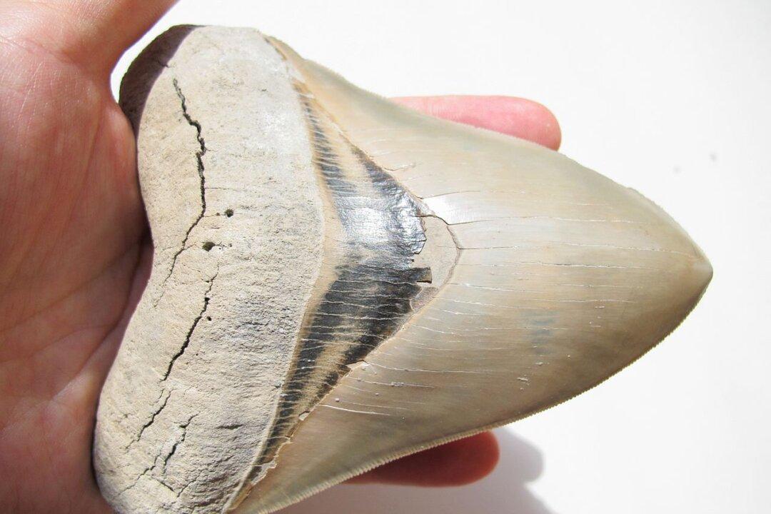 North Carolina Girl Finds Megalodon Shark Tooth at Beach, Likely Millions of Years Old
