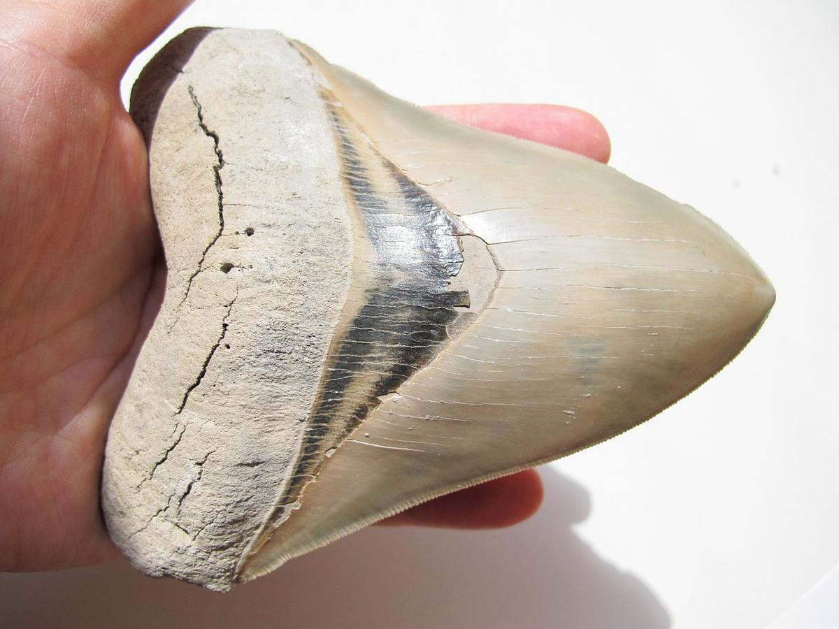 North Carolina Girl Finds Megalodon Shark Tooth at Beach, Likely Millions of Years Old