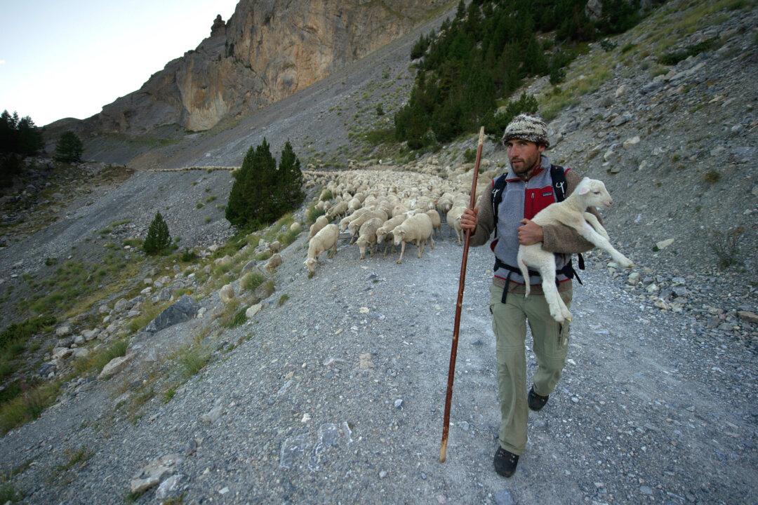 Flock of Sheep Jump to Their Deaths Trying to Escape a Brown Bear