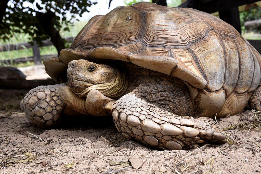 100-Pound Stolen Tortoise Recovered by Police in New York City