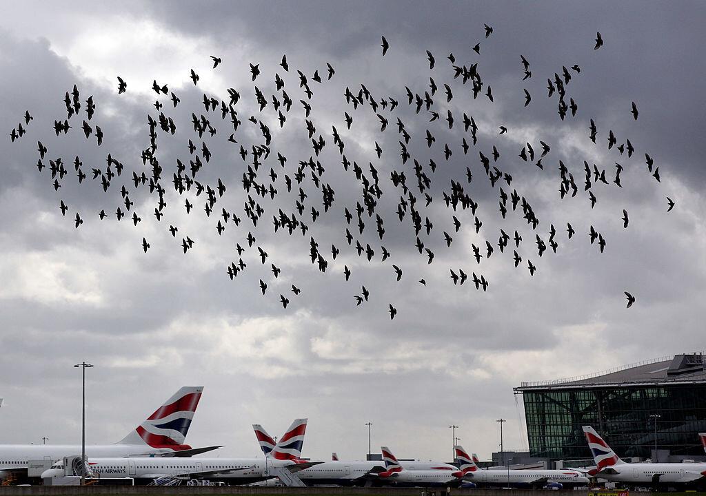 Atlanta Airport Seeks Sharpshooter to Shoot Animals Near Runways as Part of Flight Safety Plan