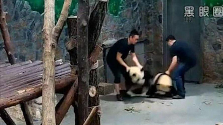 ‘Panda Abuse’ Video Goes Viral in China