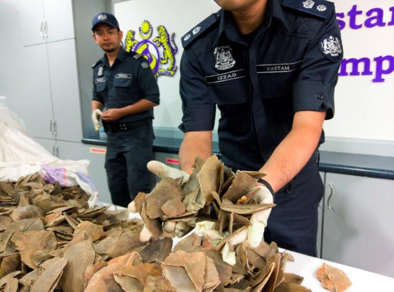 Malaysia Seizes Nearly $1 Million in Trafficked Wildlife at Airport