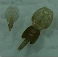 Bloodsucking Sea Critters ‘Not an Australian Thing’ Say Experts