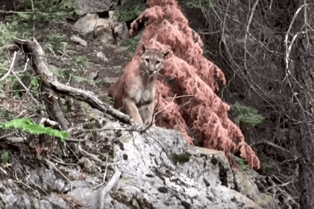 Hiking Duo Comes Eye-to-Eye With Cougar Overhead Within Pouncing Distance