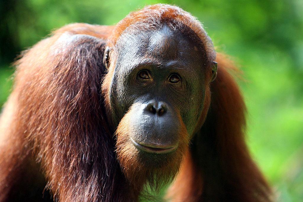 Incredible Footage Shows Orangutan Apparently Fighting Off Excavator in Indonesia