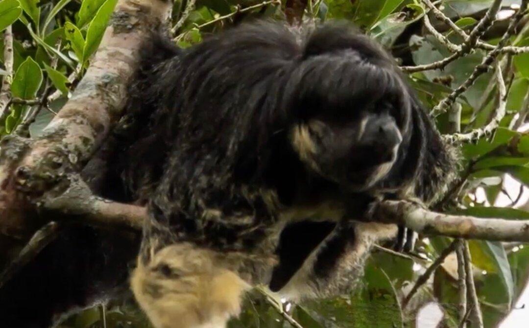 Rare Monkey Rediscovered After 80 Years in Remote Amazonian Region