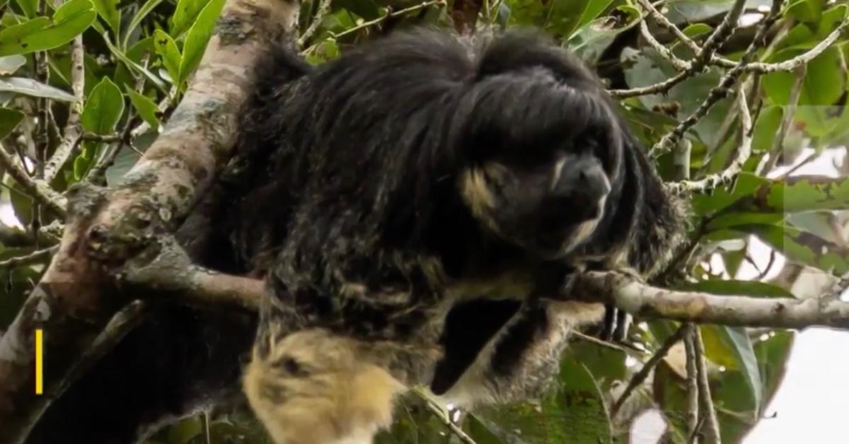 Rare Monkey Rediscovered After 80 Years in Remote Amazonian Region