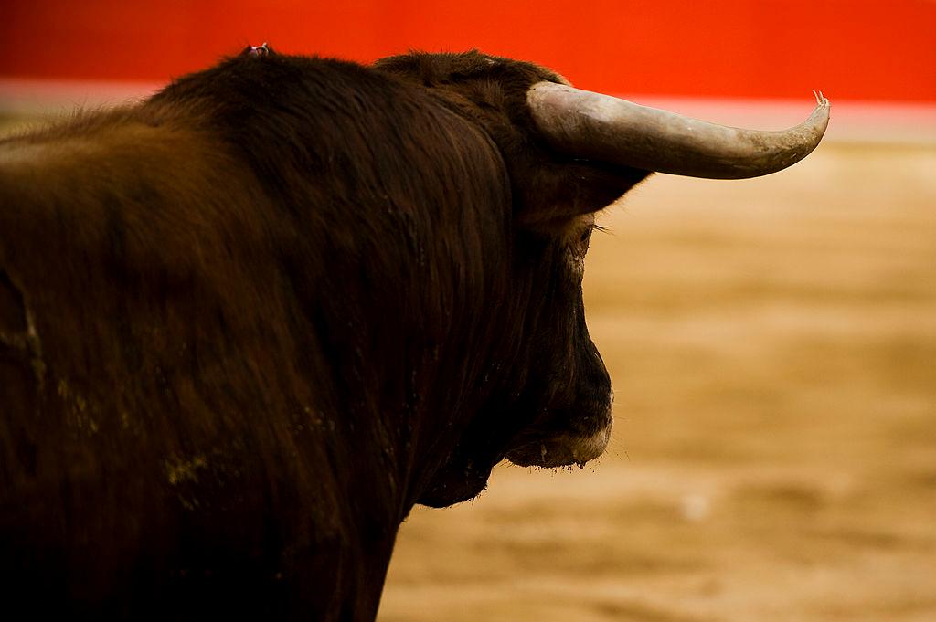 Activist Trying to Protest Bullfight Gets Gored by Bull