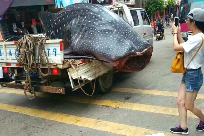 Fishermen Drive Whale Shark Through City, Chop It Up in Public