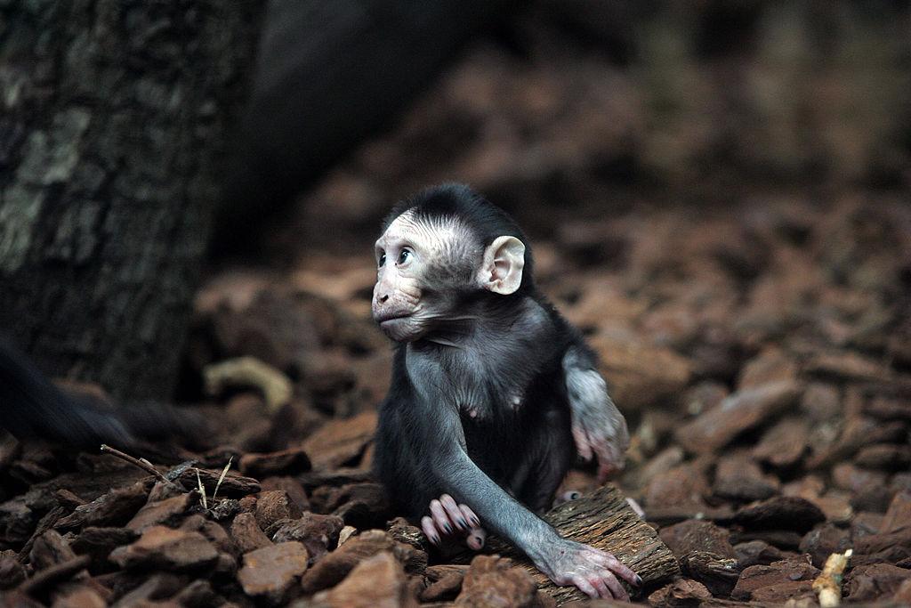 Baby Monkeys Cloned, Given Genetic Disorders
