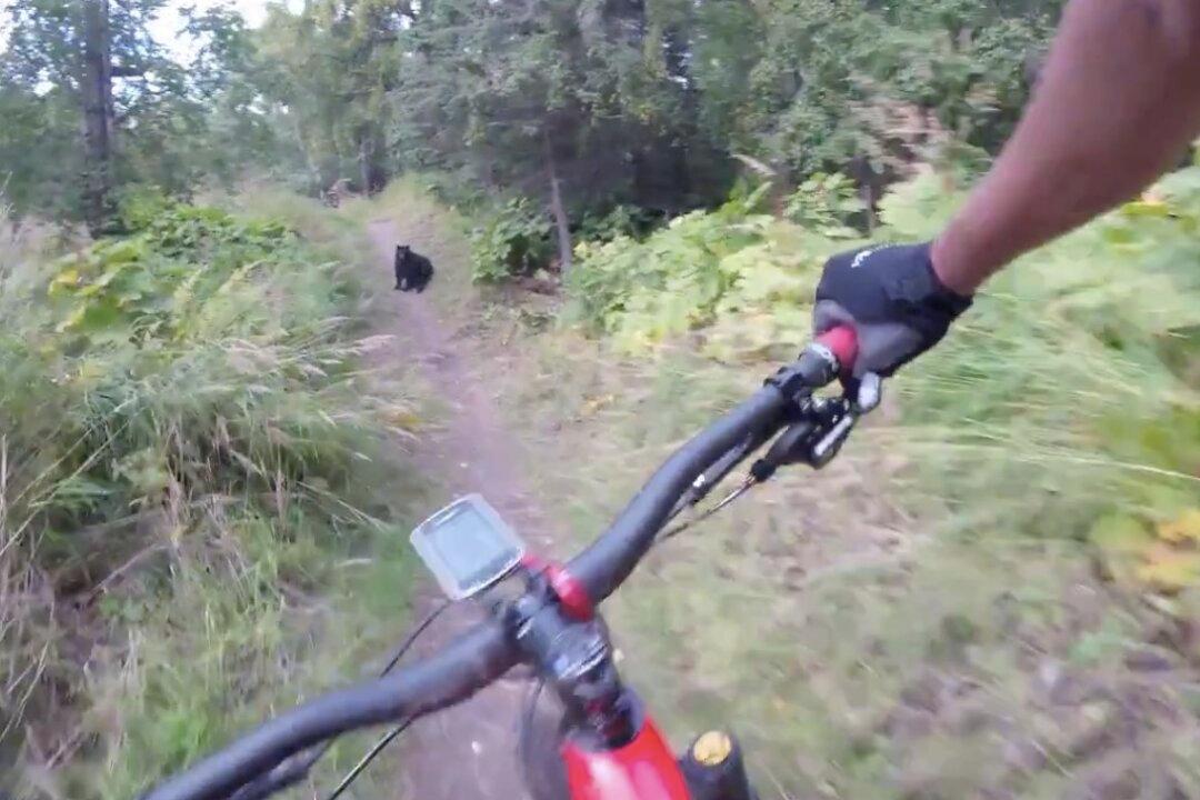 Quick-Thinking Mountain Biker Narrowly Avoids Black Bear