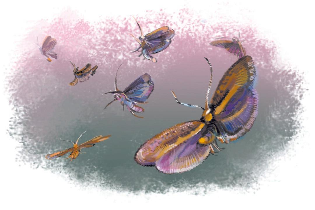 GM Moths Released in US for First Time: A Major Step for ‘Frankenbugs’