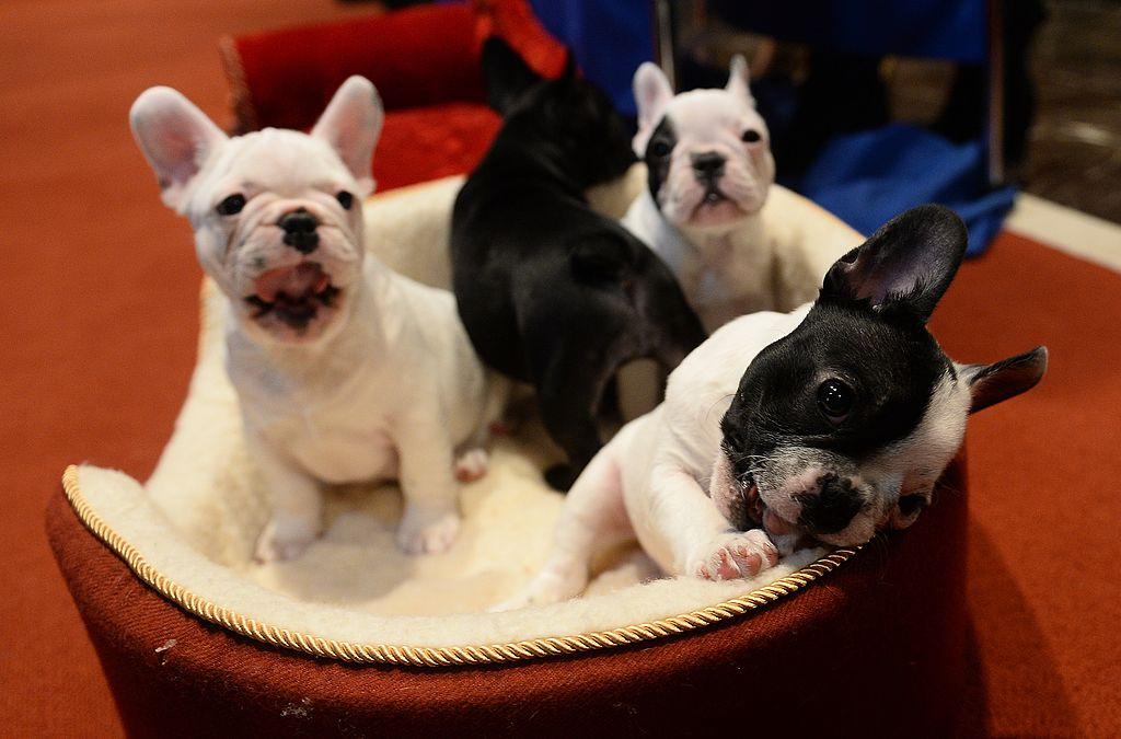 Bridesmaids Walk Down Aisle With Adoptable Puppy Bouquets