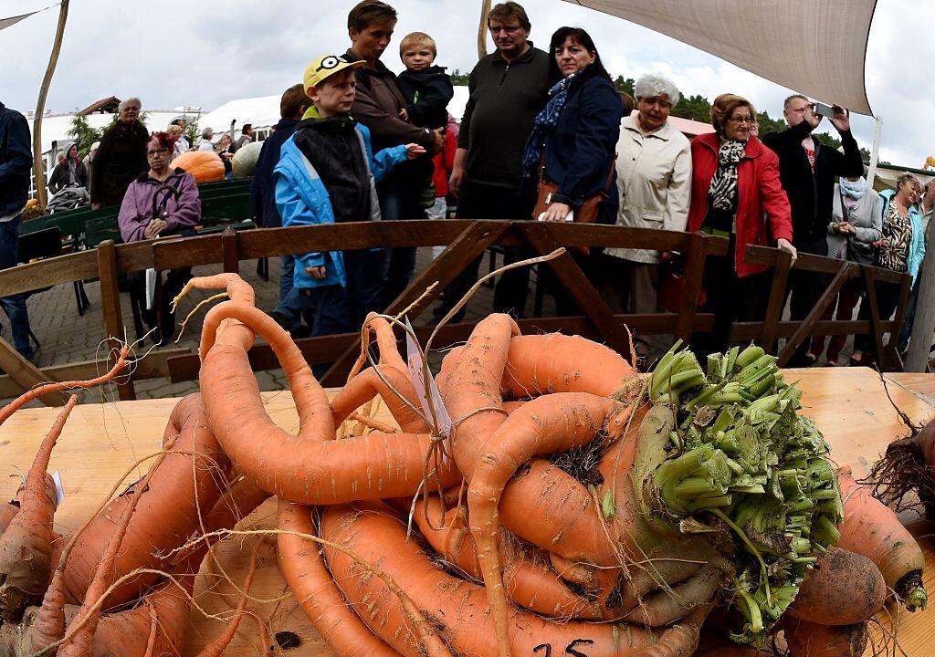 Man Grows 22-Pound Carrot, Largest Ever