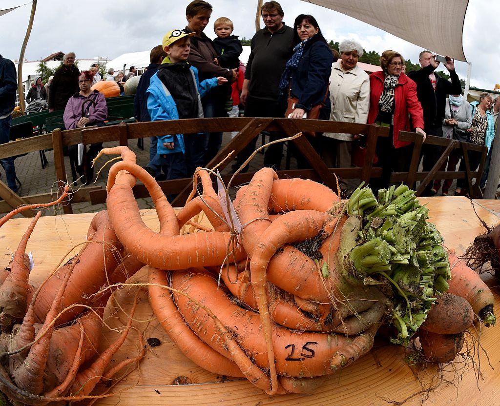 Man Grows 22-Pound Carrot, Largest Ever