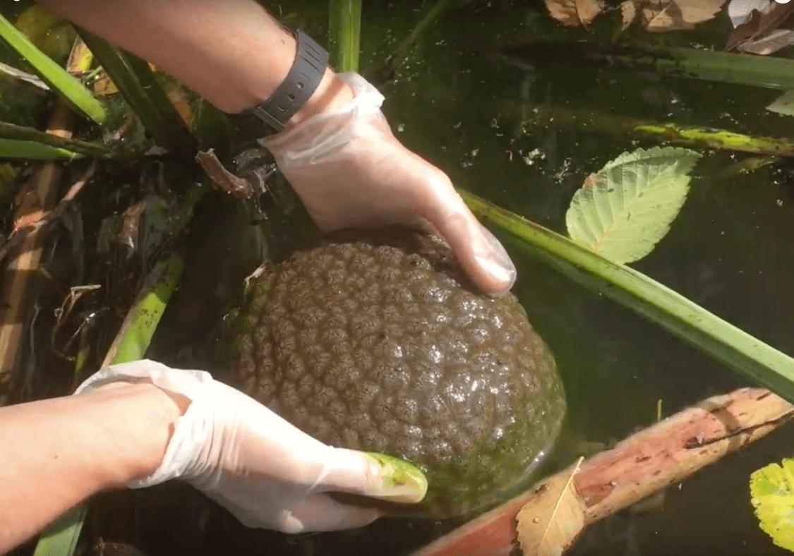 Slimy Asexual Brain-Blobs Spotted Heading West