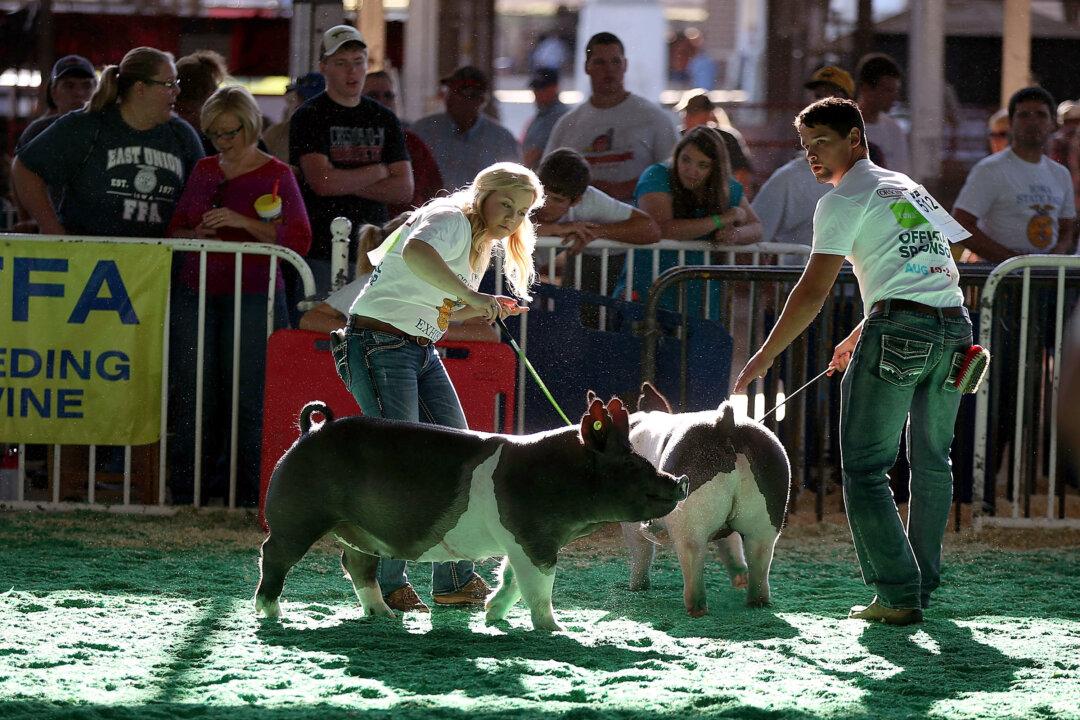 Swine Flu Outbreak: 20 People Affected After Contact With Pigs at County Fair