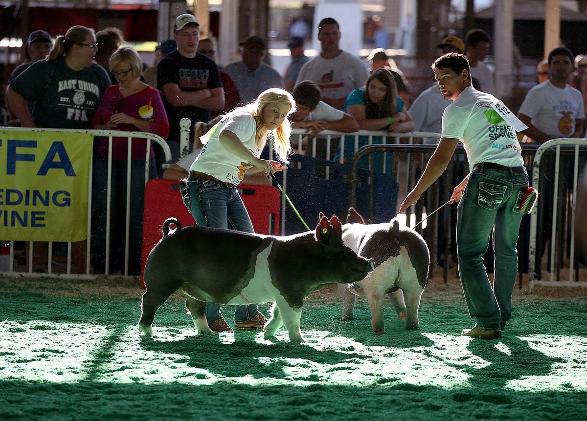 Swine Flu Outbreak: 20 People Affected After Contact With Pigs at County Fair