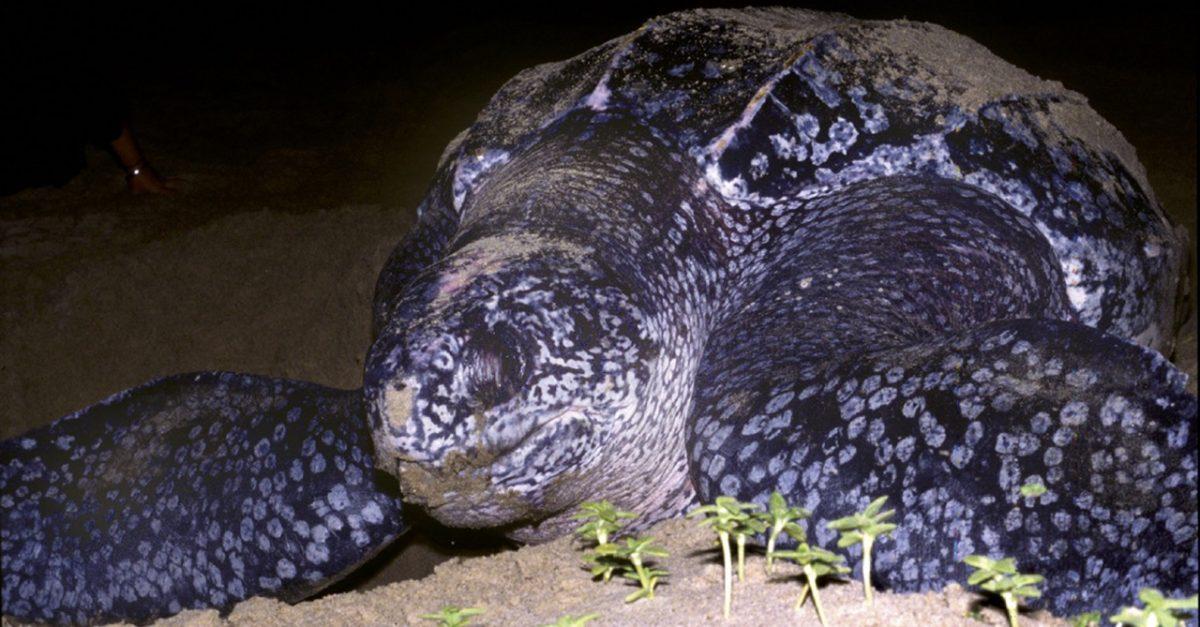 ‘Ridiculously Cruel’ Locals Ride Giant Turtle in Shocking Video
