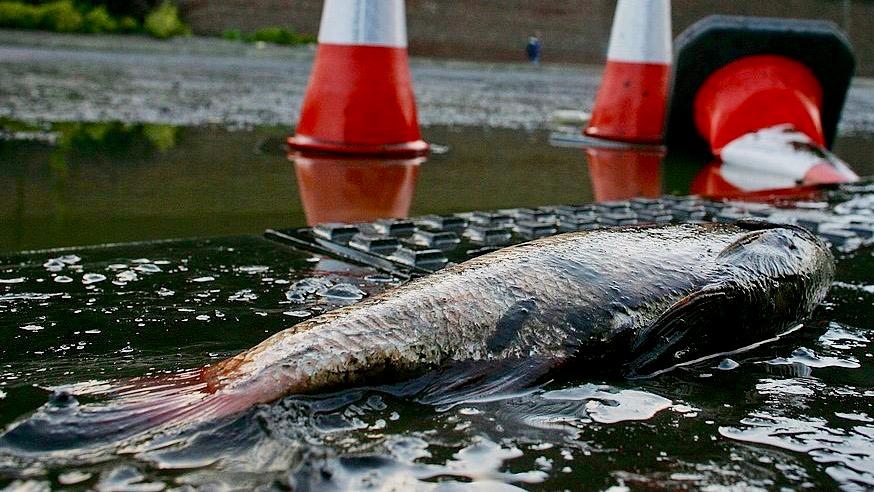 Mexico Experiences Raining Fish After Recent Series of Earthquakes