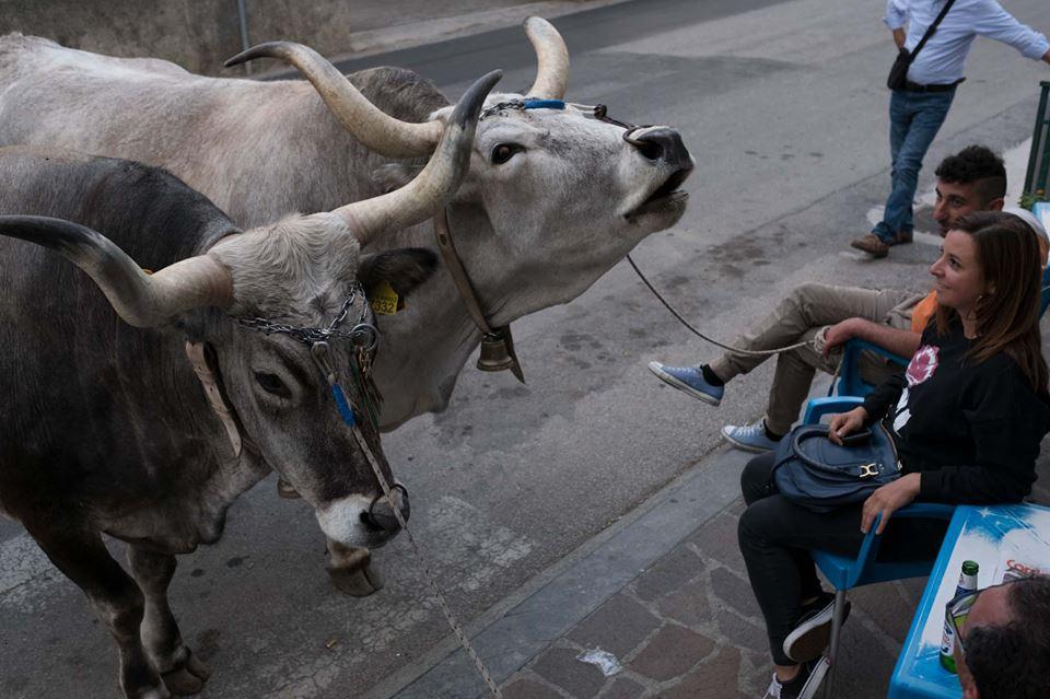 Man Dies During Bullfight in Colombia: Reports
