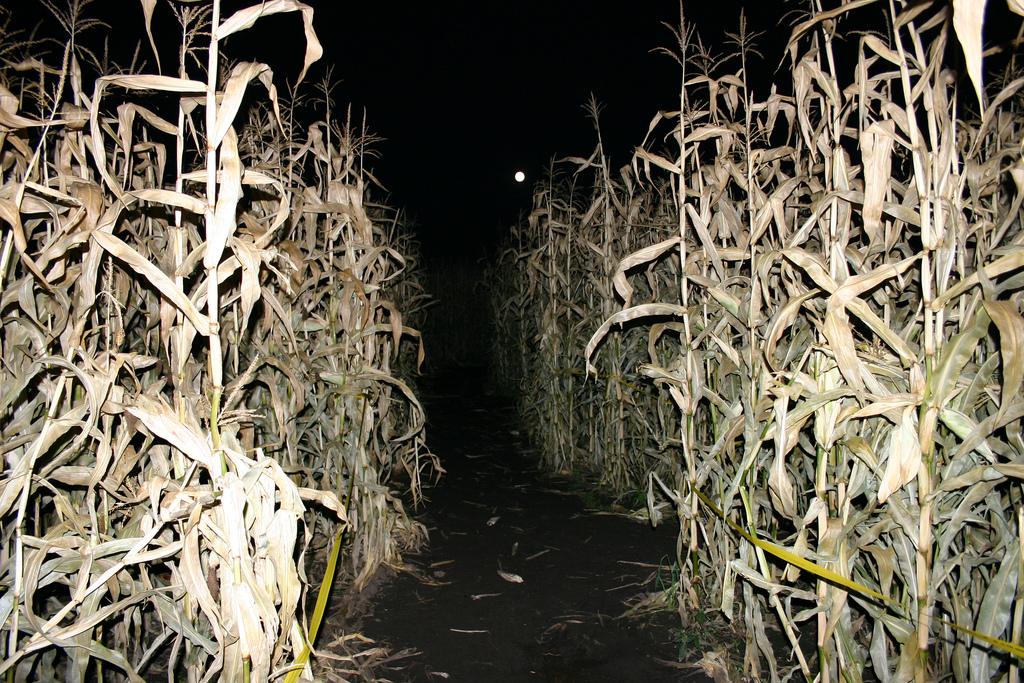 3-Year-Old Boy Left Behind at Corn Maze, Family Only Realized Next Day