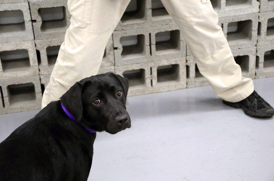Dog Fired From the CIA After It Loses Interest in Detecting Explosives