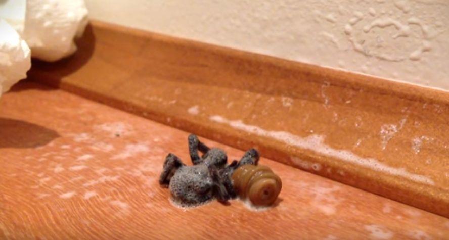 What Happens To This Seemingly Normal Spider Is Bizarre