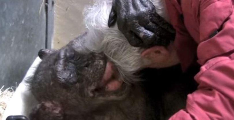 Dying Chimpanzee Recognizes Professor Friend Before Smiling and Embracing Him