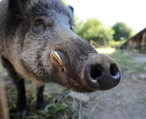 Man Shoots 416-Pound Wild Boar That Terrorized His Property