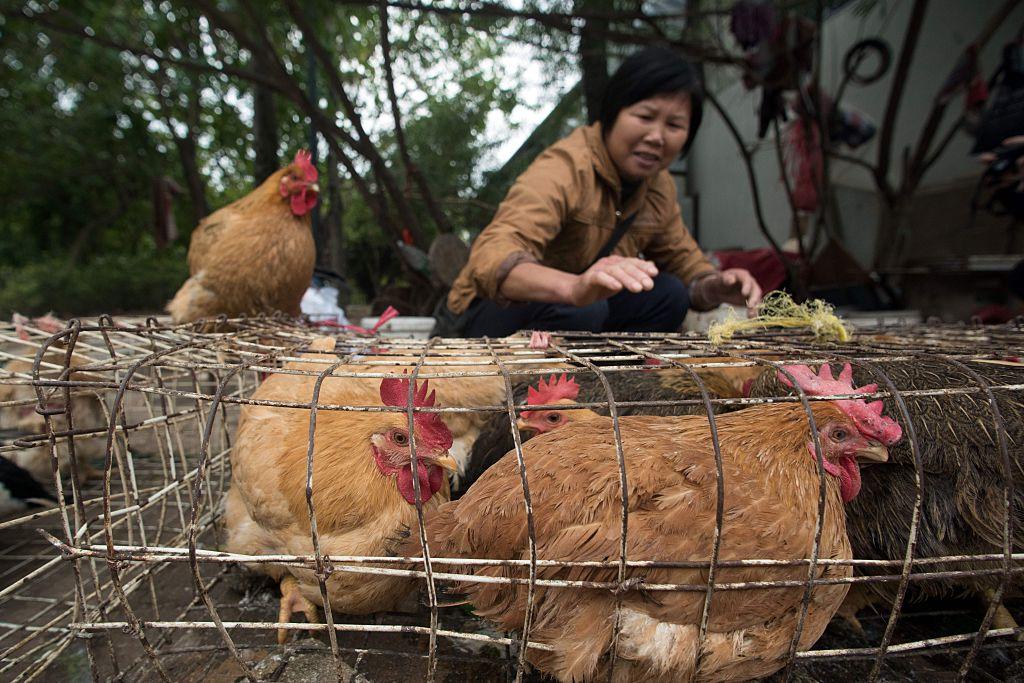 Chinese Chickens Now on US Dinner Tables
