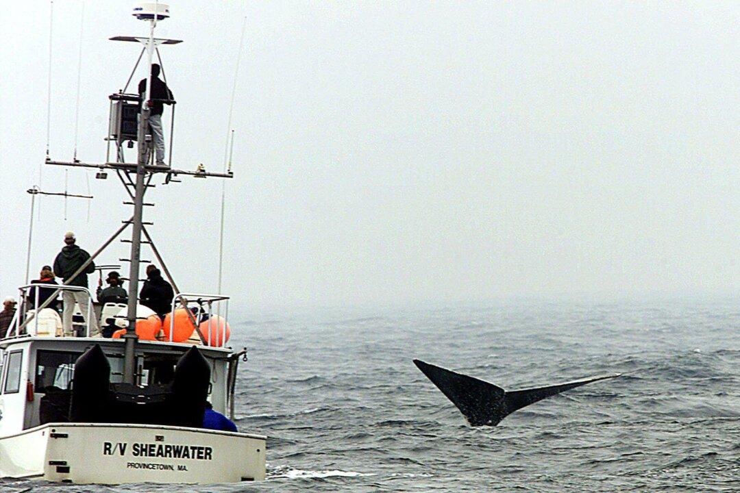 Rescuers Make Slow Progress on Freeing Entangled North Atlantic Right Whales