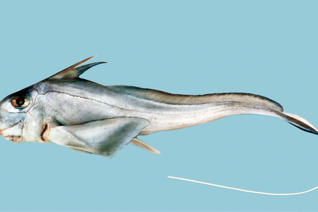 Rare Ghost Shark Filmed for First Time