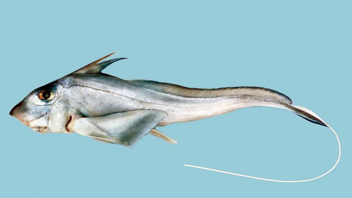 Rare Ghost Shark Filmed for First Time