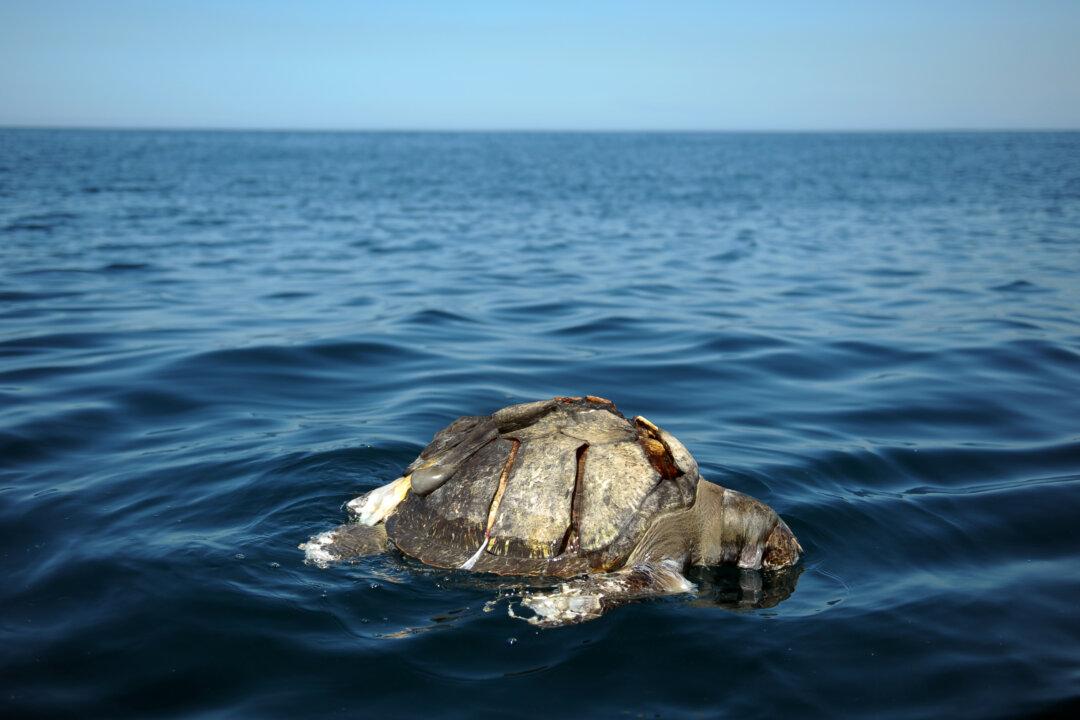 Hundreds of Turtles Dying Off El Salvador Coast