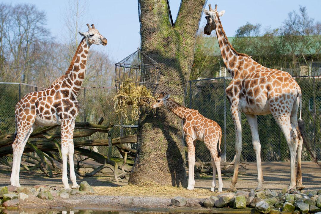 April the Giraffe Might Be Expecting Again