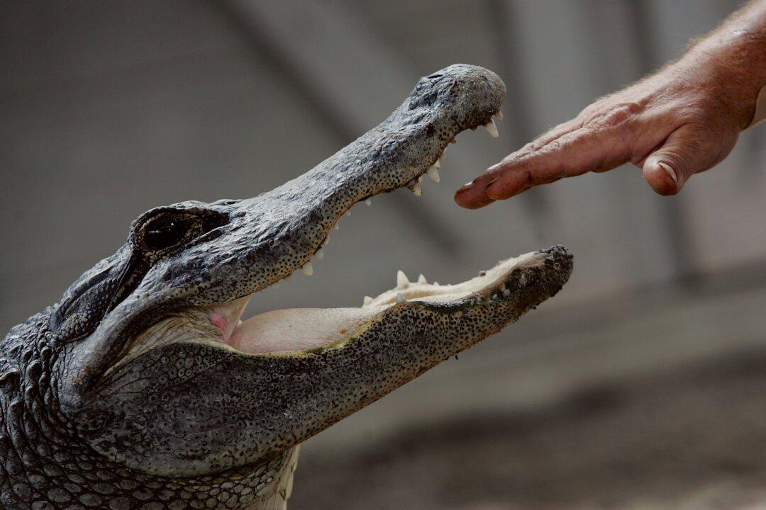 Caught on Video: ’Monster' Alligator Battles Officers in Florida Garage