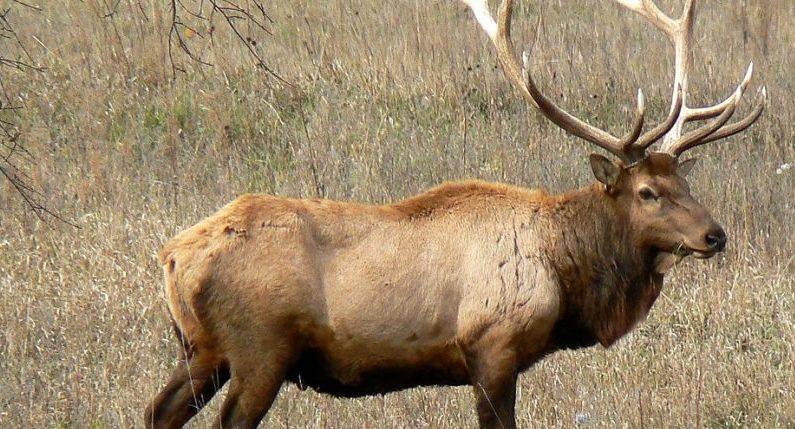 14-Year-Old Missouri Girl Shoots and Kills Elk, Thought It Was a Deer