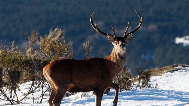 Hunters Battle Against Food Insecurity With Meat Donations for Needy Families