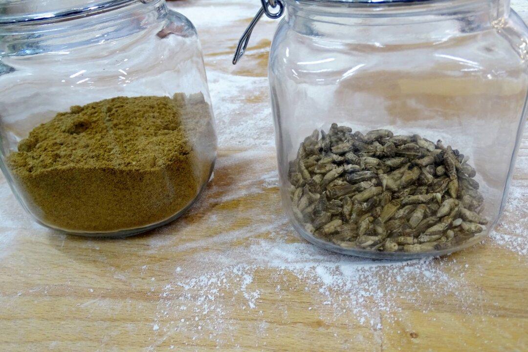 European Commission Approves 2 More Insect Species as ‘Food’ for Humans