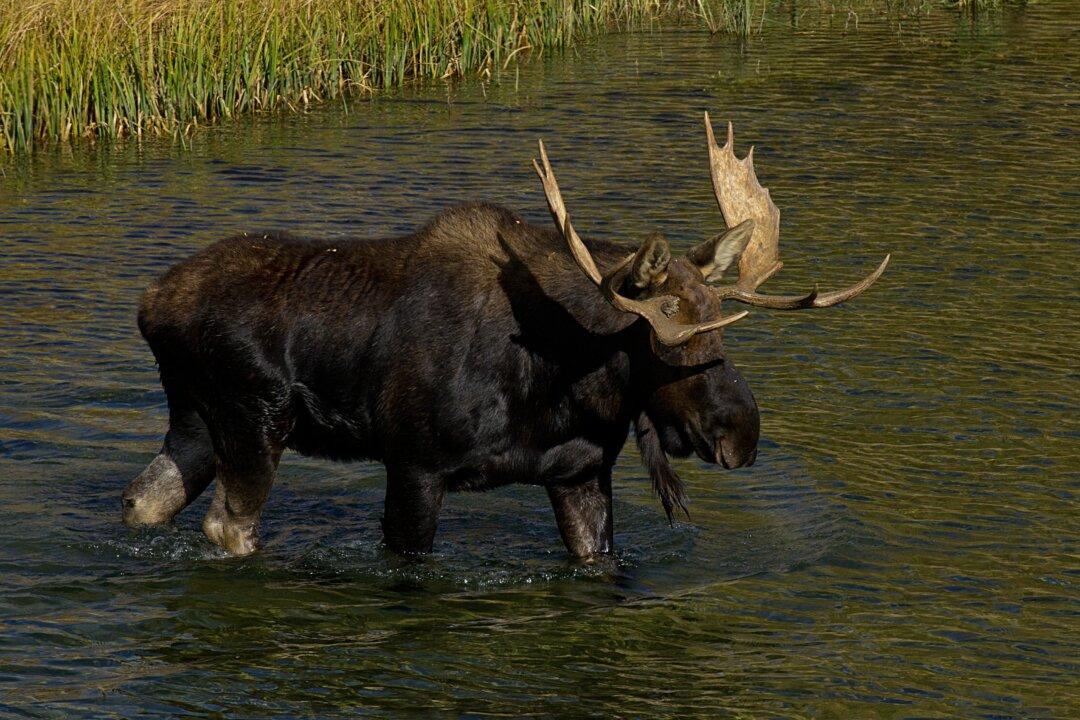 Moose on the Loose in Toronto Causes a Stir