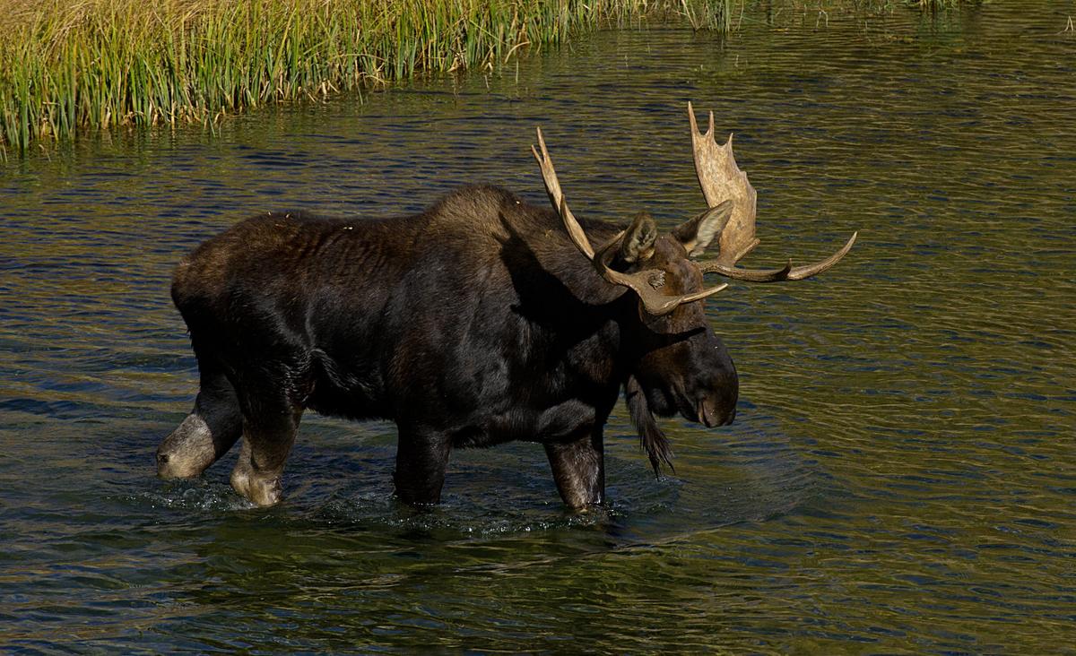 Teenage Hunter Gets $20,000 Fine for Killing Moose