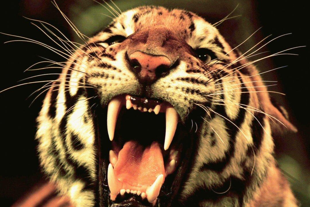 Escaped Circus Tiger Shot Dead Near Eiffel Tower