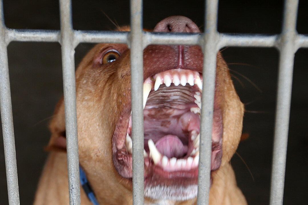 Father Speaks Out After 3 Pit bulls Maul His 9-Year-Old Daughter to Death