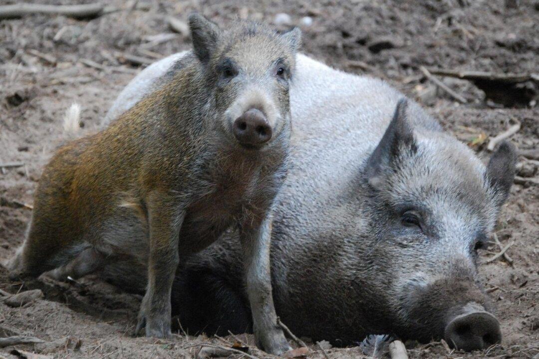 Wild Boars Invade School, Force Evacuation