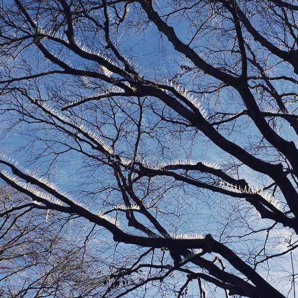 Bristol Residents Put Anti-Bird Spikes on Trees to Keep Bird Poop Off Costly Cars